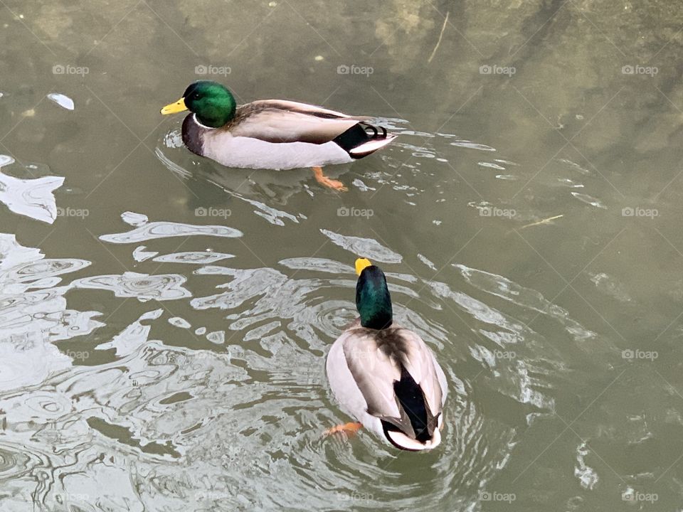 Handsome ducks 