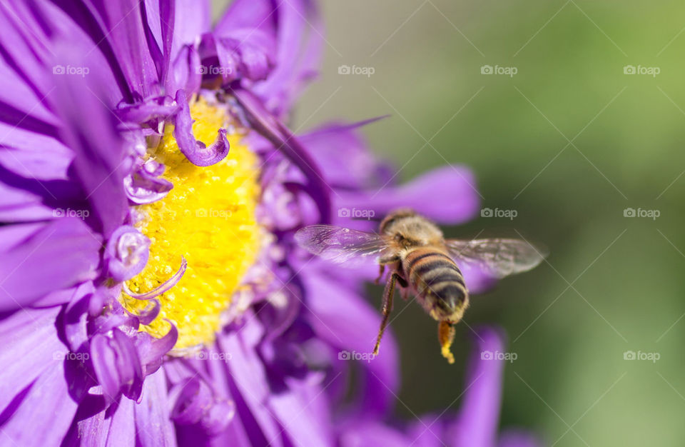 macro bee