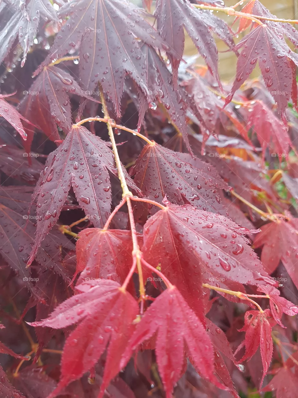 red