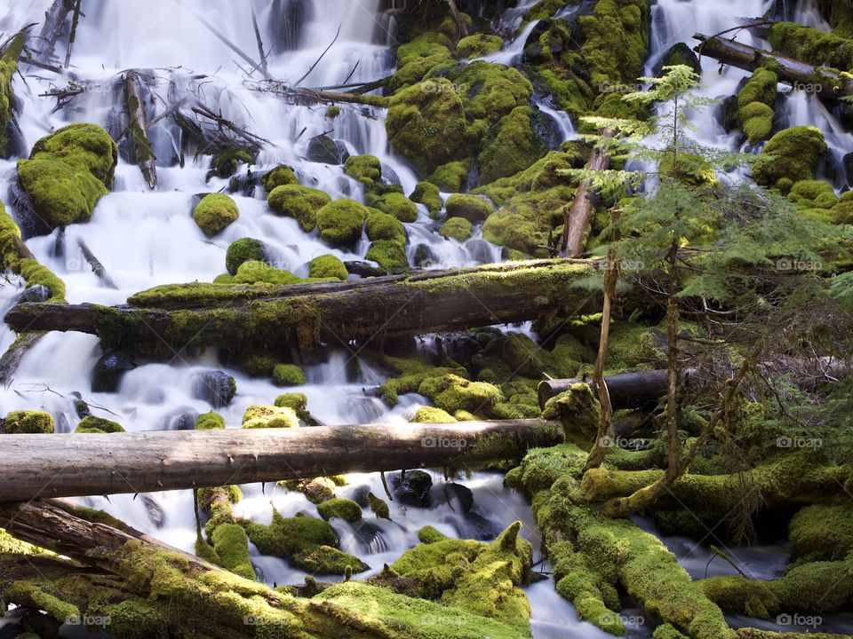 The mountain cold and fresh waters of Clearwater Falls rushing over moss covered rocks and slick wet logs on a sunny spring morning in Southwestern Oregon. 