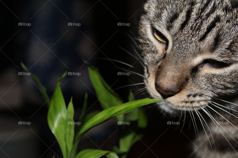 Curiosity at no Harm