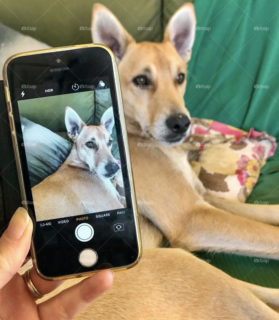 A photo of a dog, taken with an iPhone 