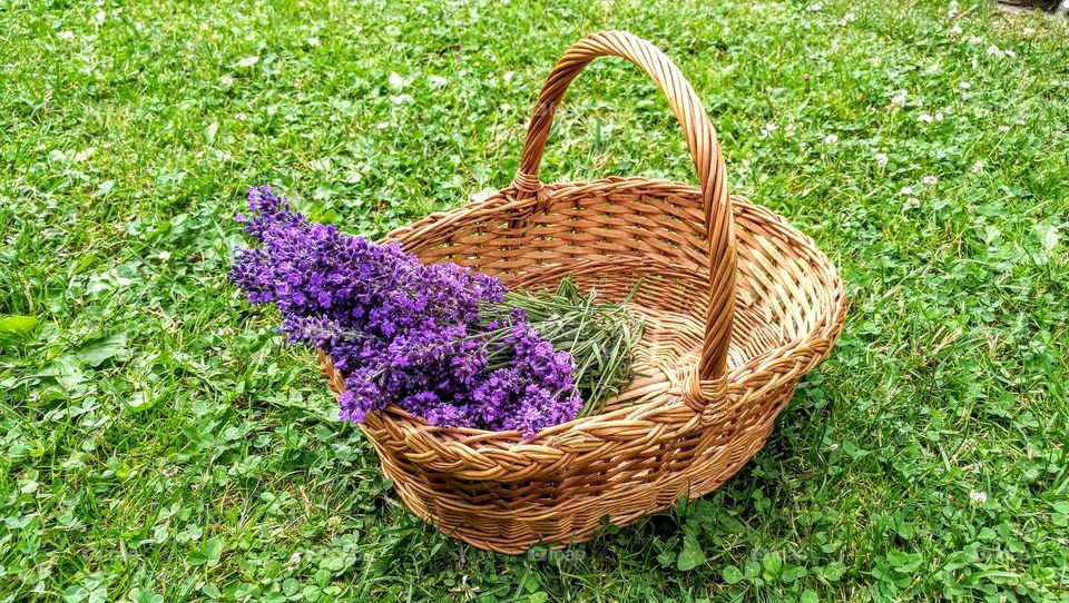 Lavender in basket