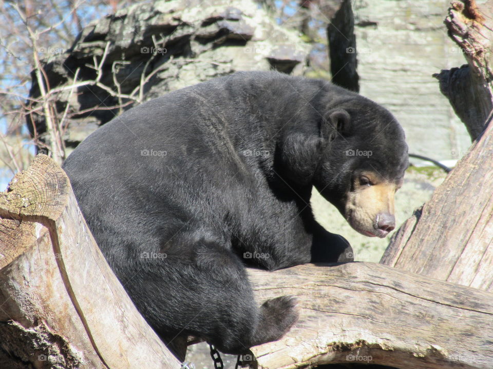 Bear basking in the sun Cologne zoo (germany)