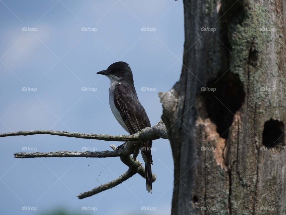 Kingbird