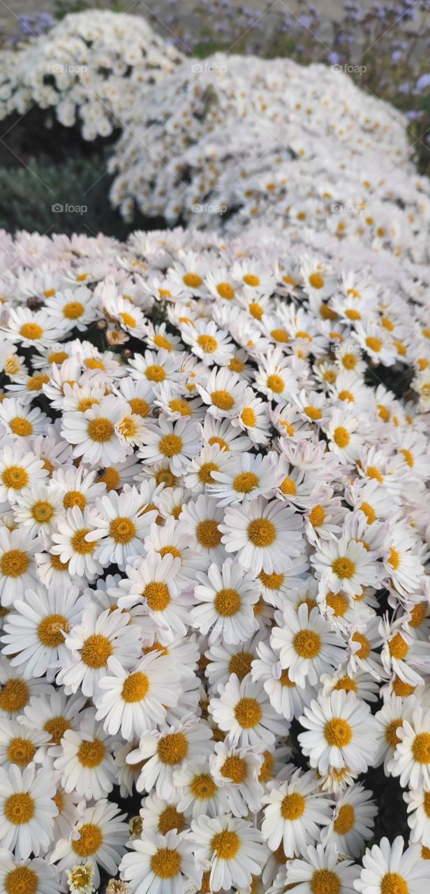 Many many white daisies flowers