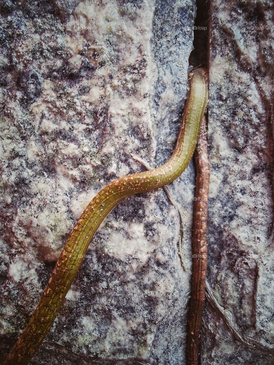 the roots of a plant, entering through the gap in the stones lining the wall.