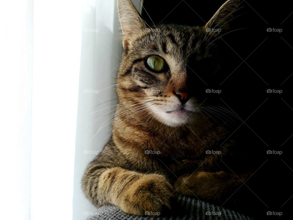 tabby cat by sheer white window curtains with sunlight on one side and darkness on the other.