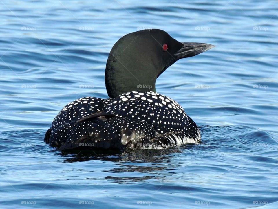 Loon in Maine