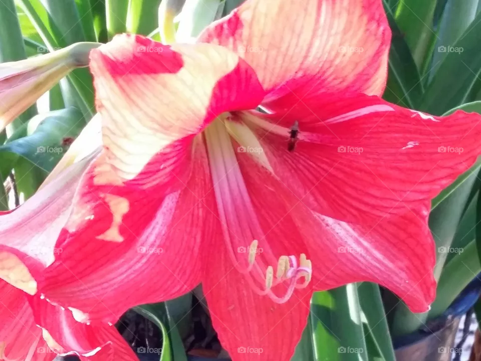 lily