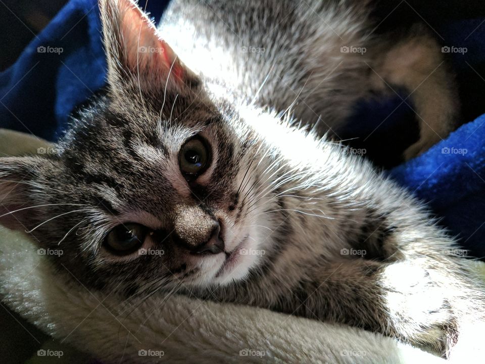 Kitten in a Sunbeam