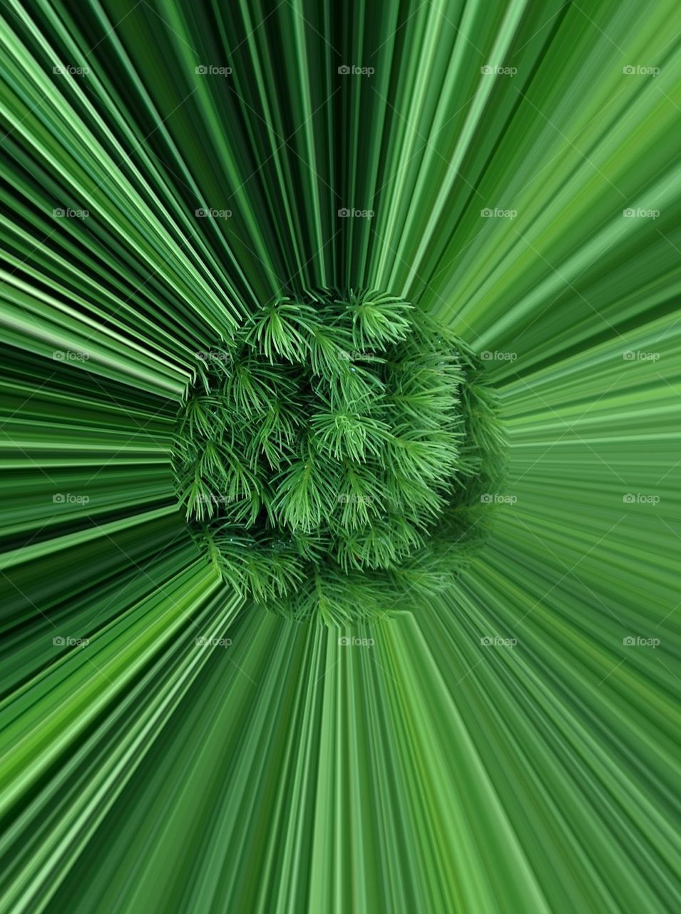 Evergreen light tunnel