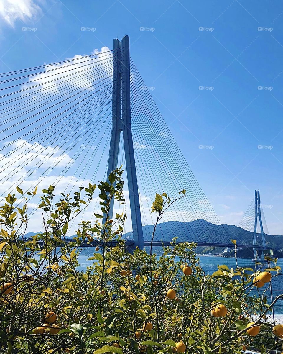Bridge along the Shimanami Kaido, lemons grow on the islands in the Seto Inland Sea. 