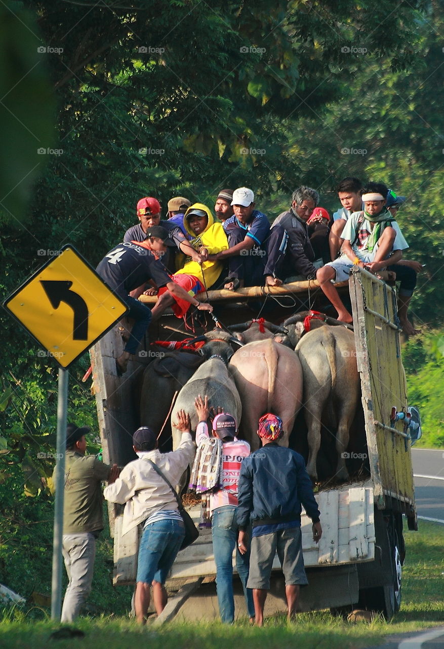 Localism people help buffaloe into the truck for transport at the side of road way .