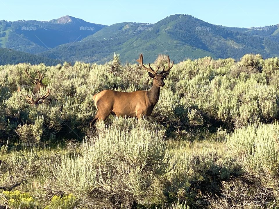 Bull elk 