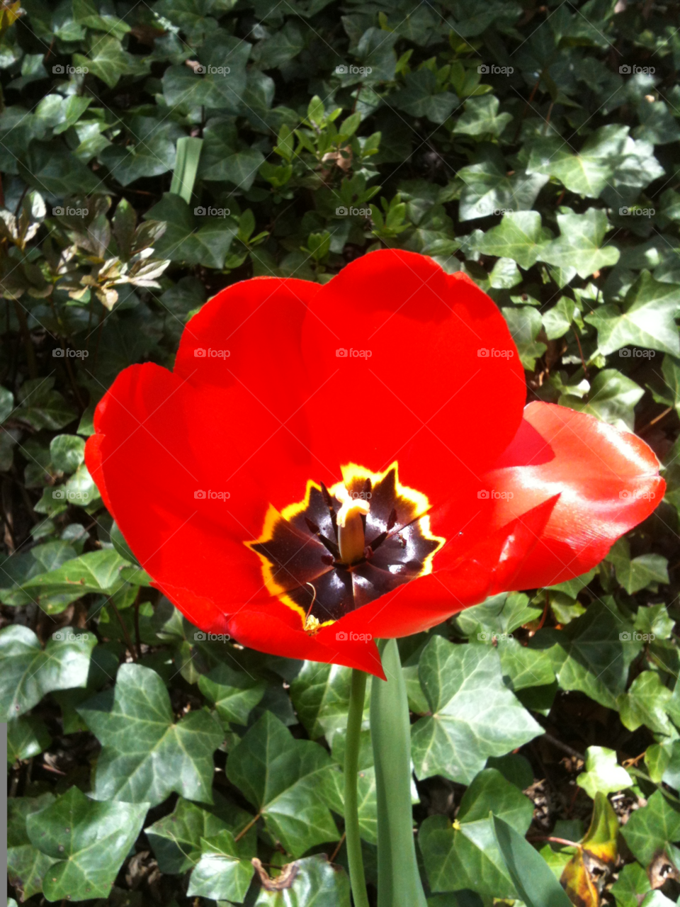 Red tulip