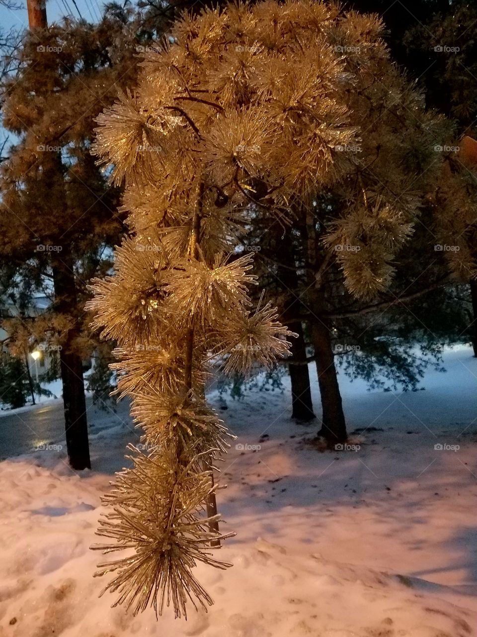 Ice on a tree