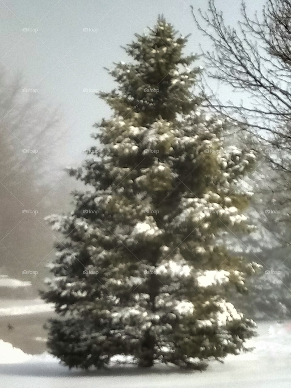 Picture perfect winter pine