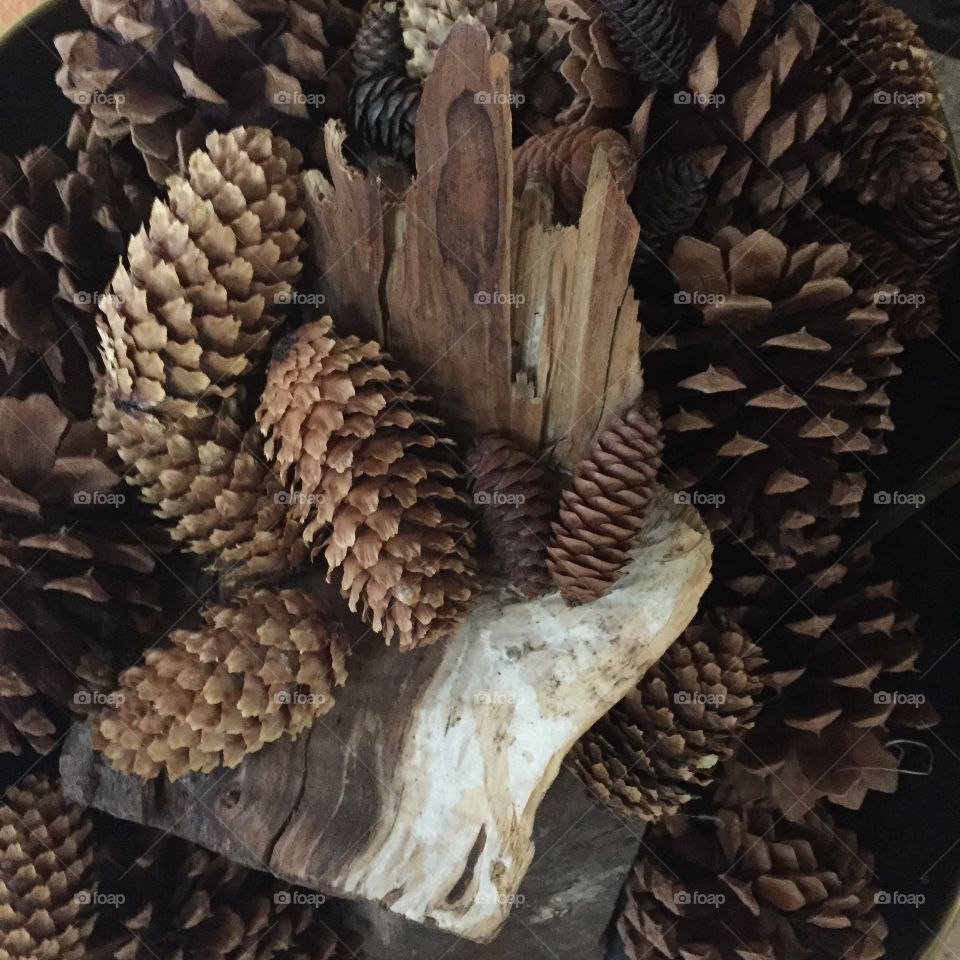 Pine cones 