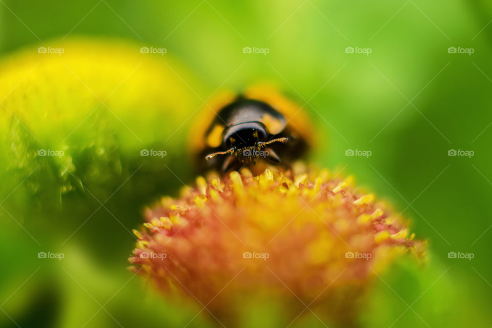 Beetle in it's heaven