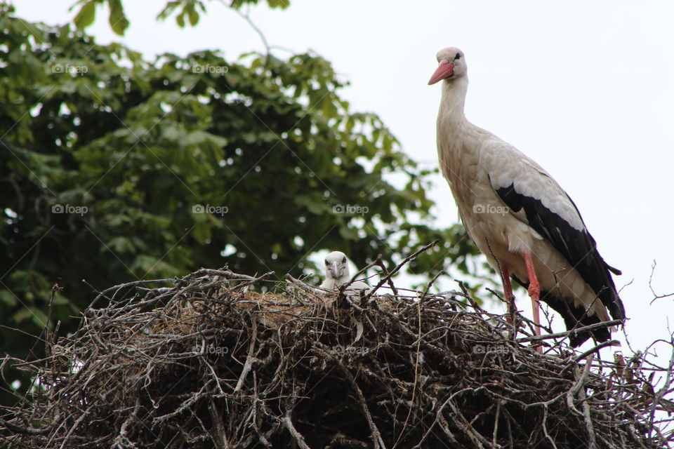 Storks