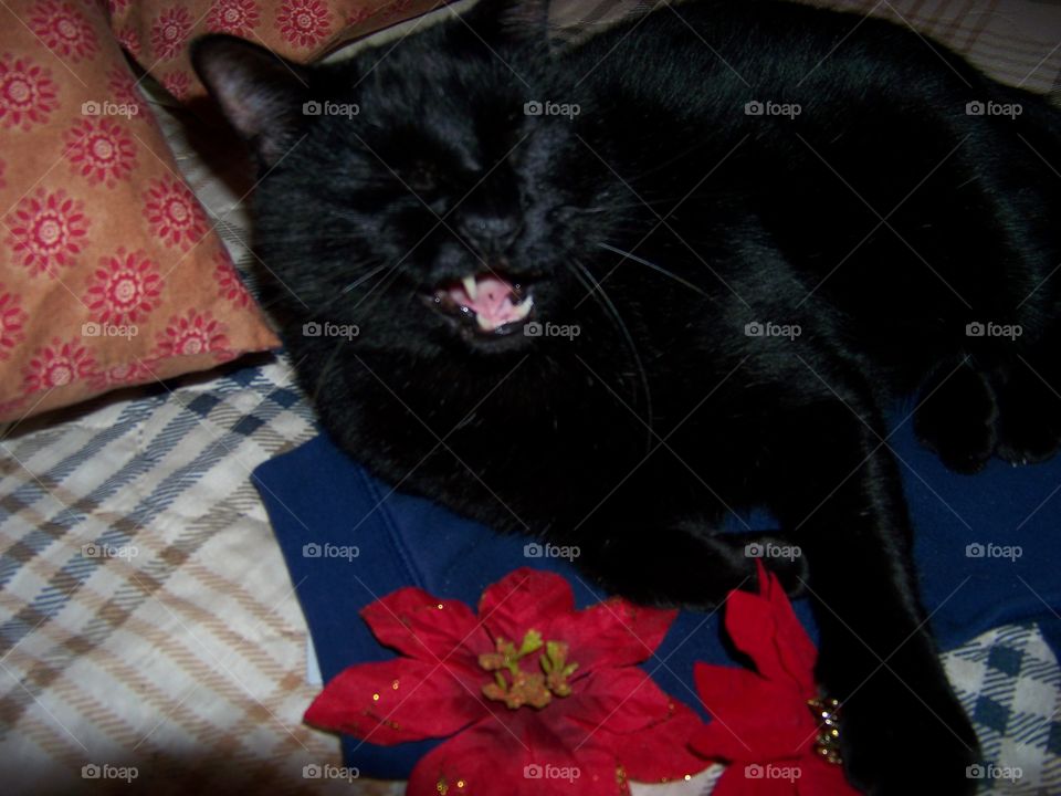 My bed I am the master.