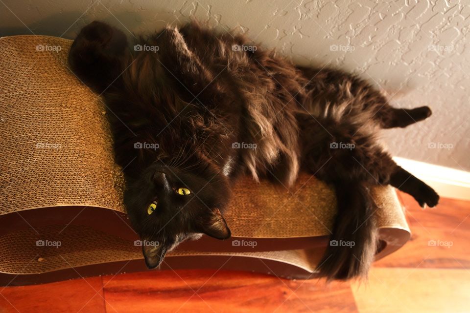 My cat lounging on his cat scratcher.