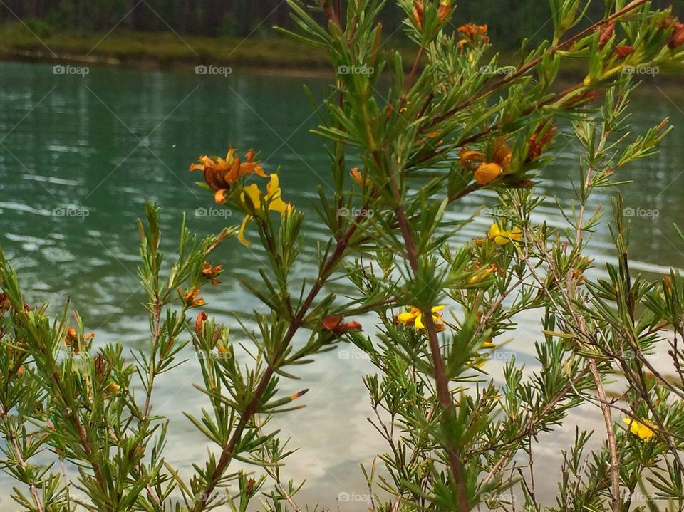 Flowers by the lake 