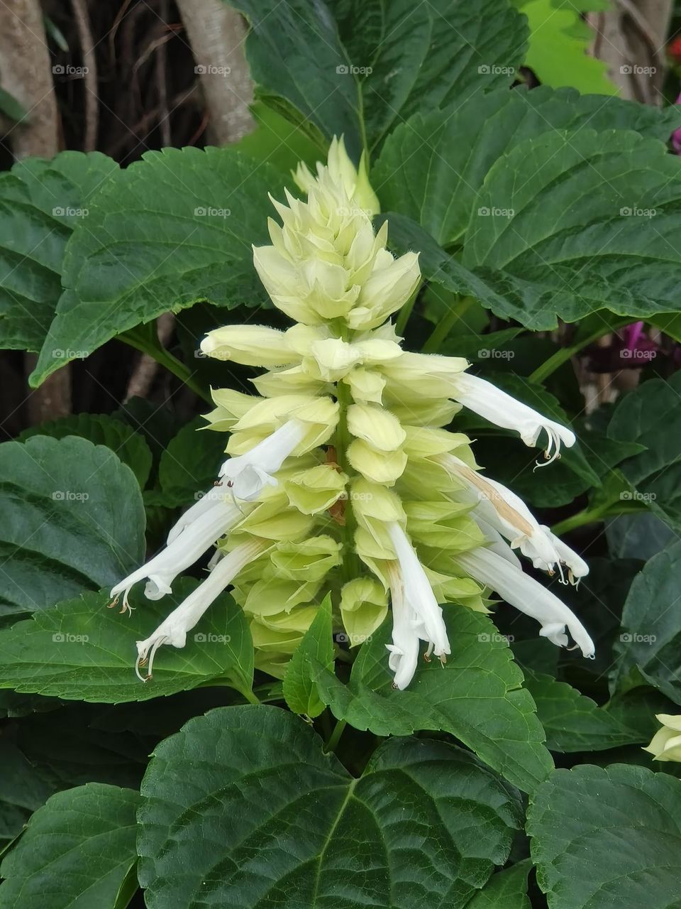 Scarlet Sage, Guanshan Township, Taitung County