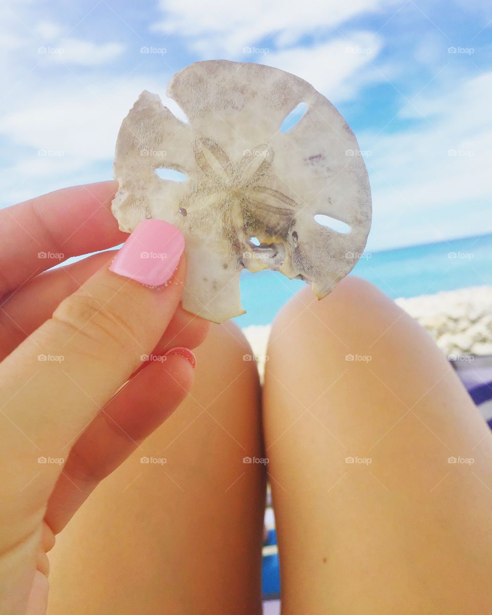 Sand dollar