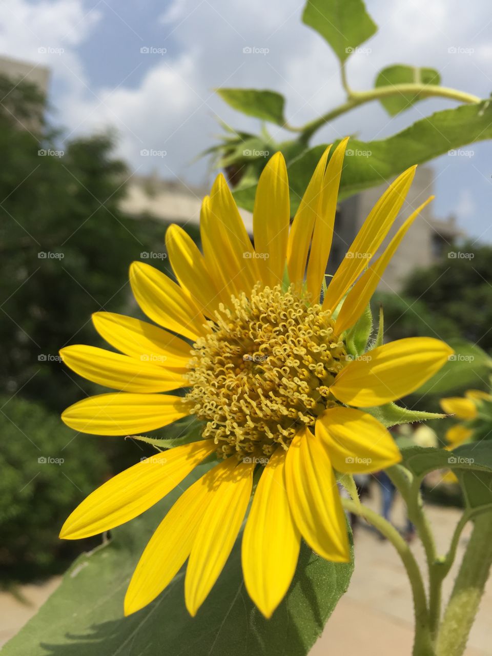 Sun flower yellow colour