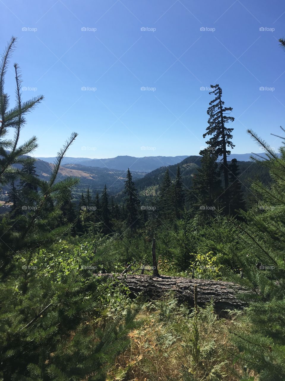 Washington scenery with pine trees