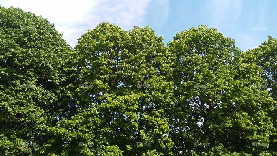 spring. sky. trees