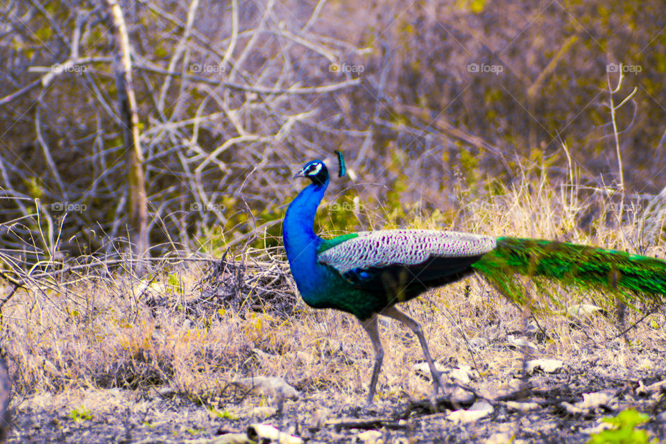 Find the prefect images of peacock . Beautiful images of peacock . Wildlife photography .