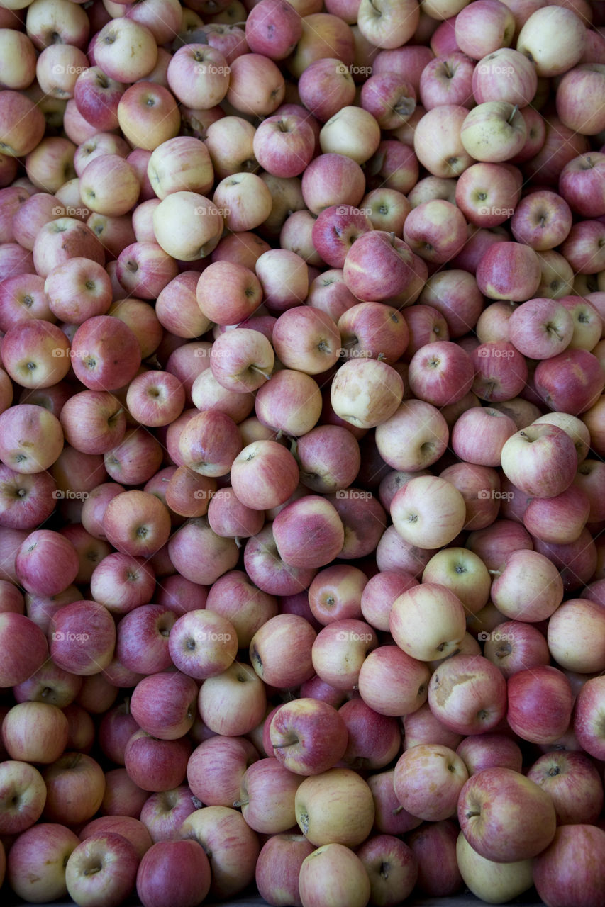 Lots of orchard fresh apples 