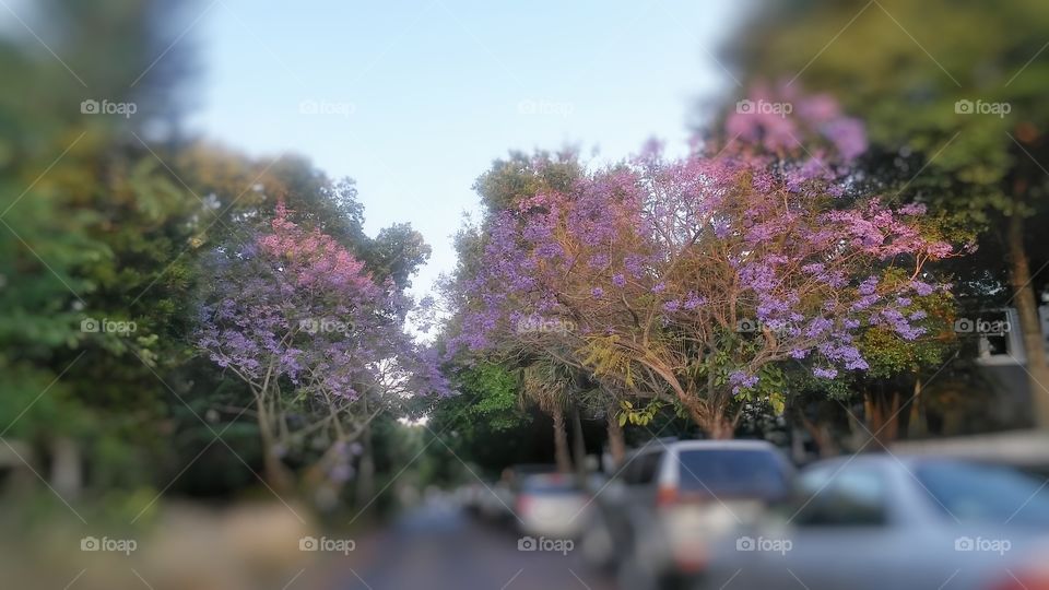 Enchanting Passageway