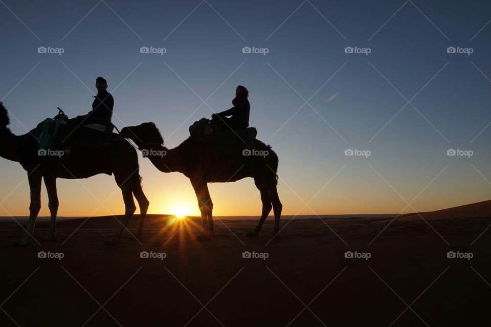 Sunrise Camel Ride