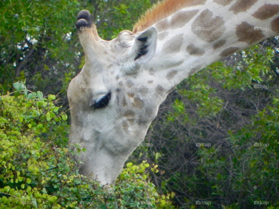 A giraffe digging for gold in Botswana 