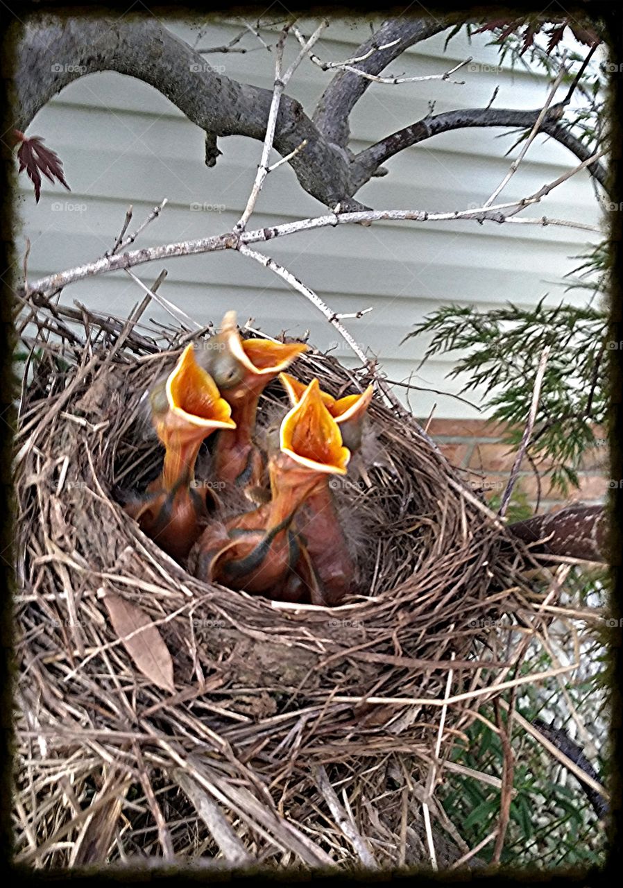 Feed Me . Baby red robin birds 