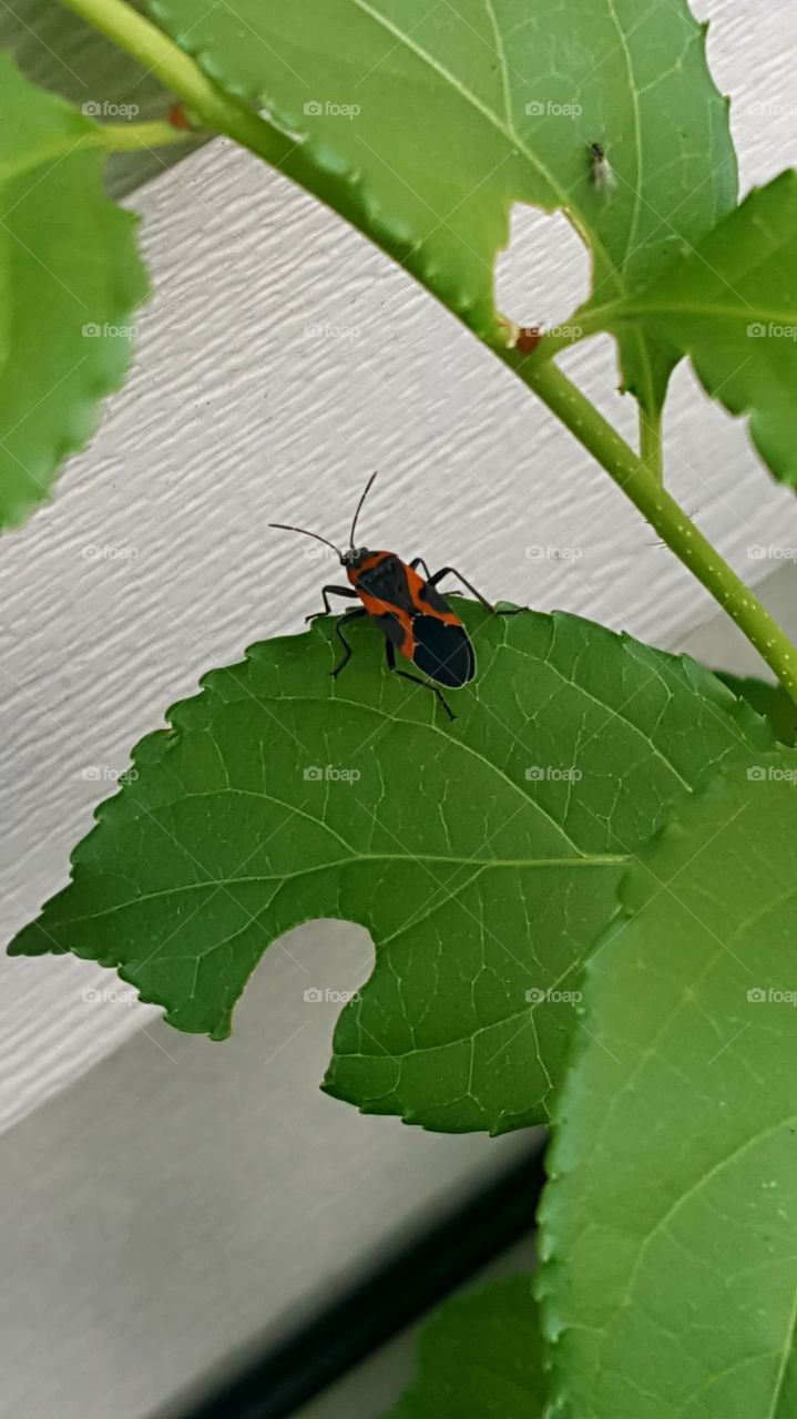 Boxelder bug