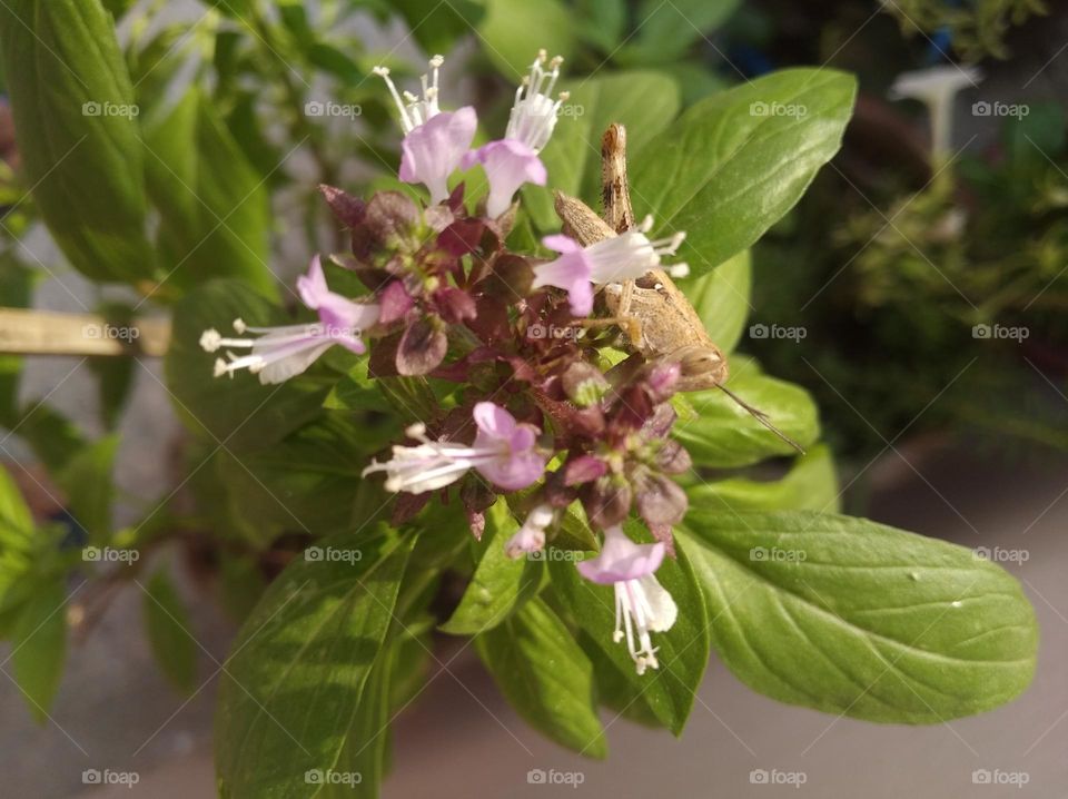 green plant shurb small in size fresh seasonal looking very beautiful generally found everywhere white nd purple colour flower