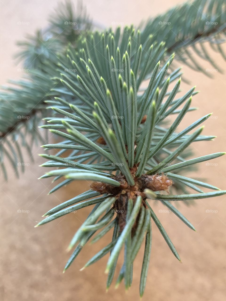 Голубая ель