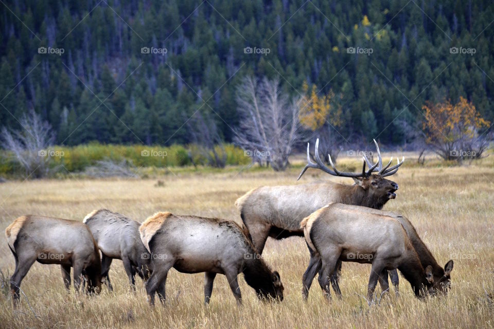 Elk herd