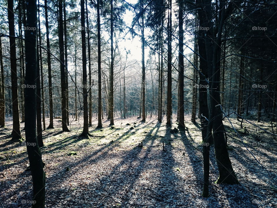 Trees in forest