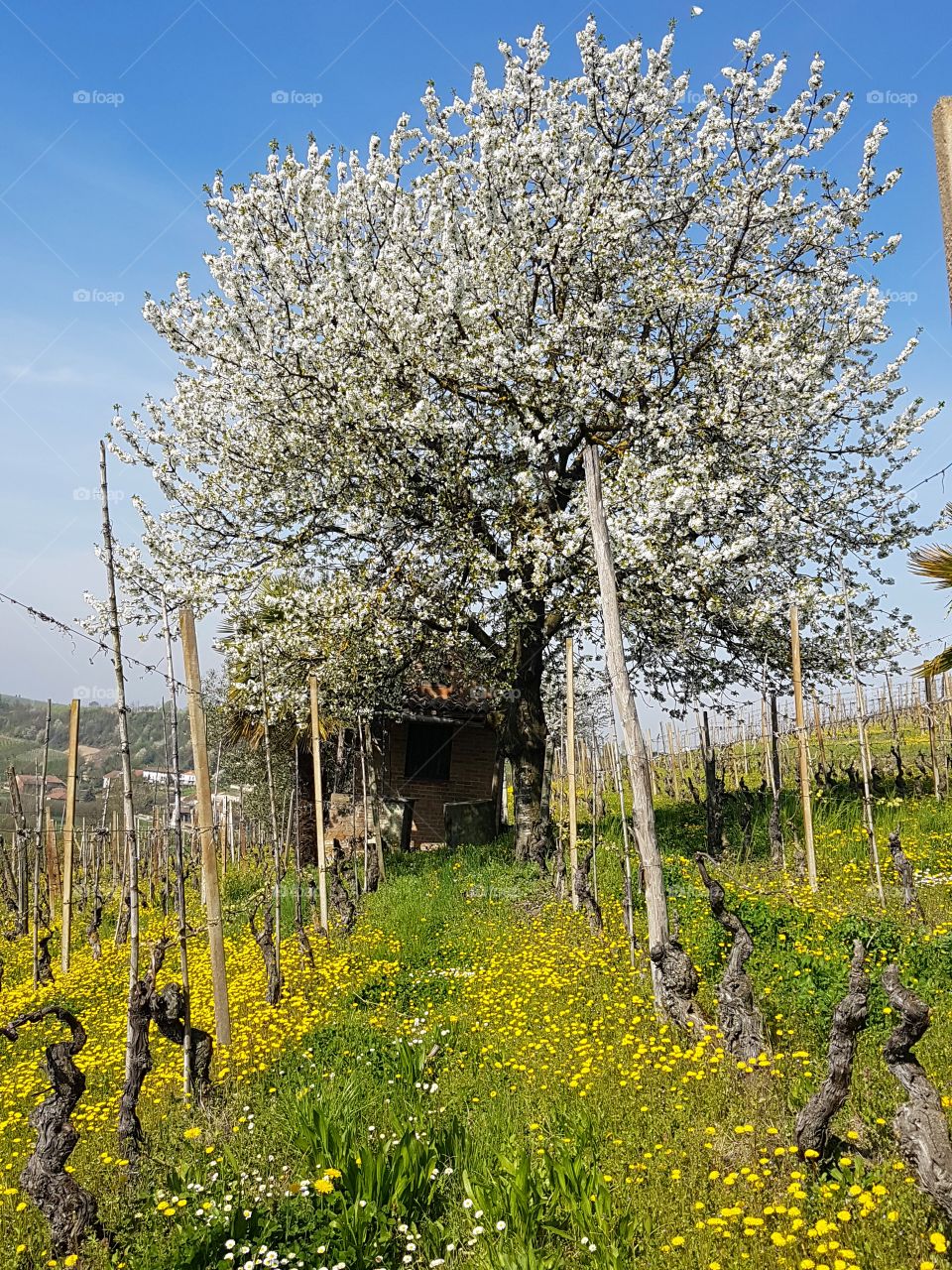 Blooming tree in a vineyard in italian countryside at springtime