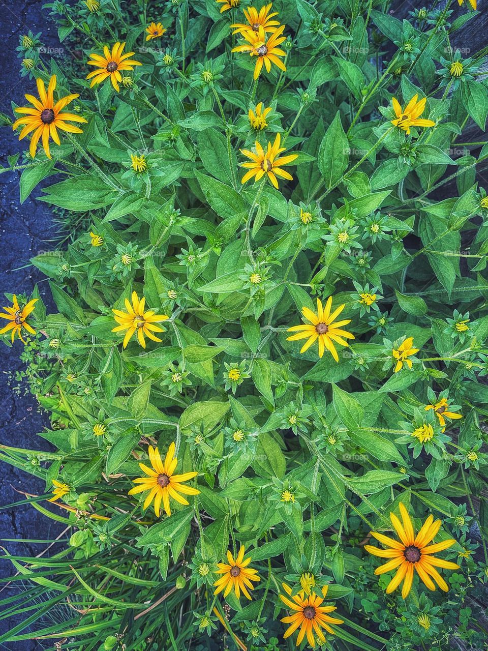 My black eyed susan patch has gotten so massive 