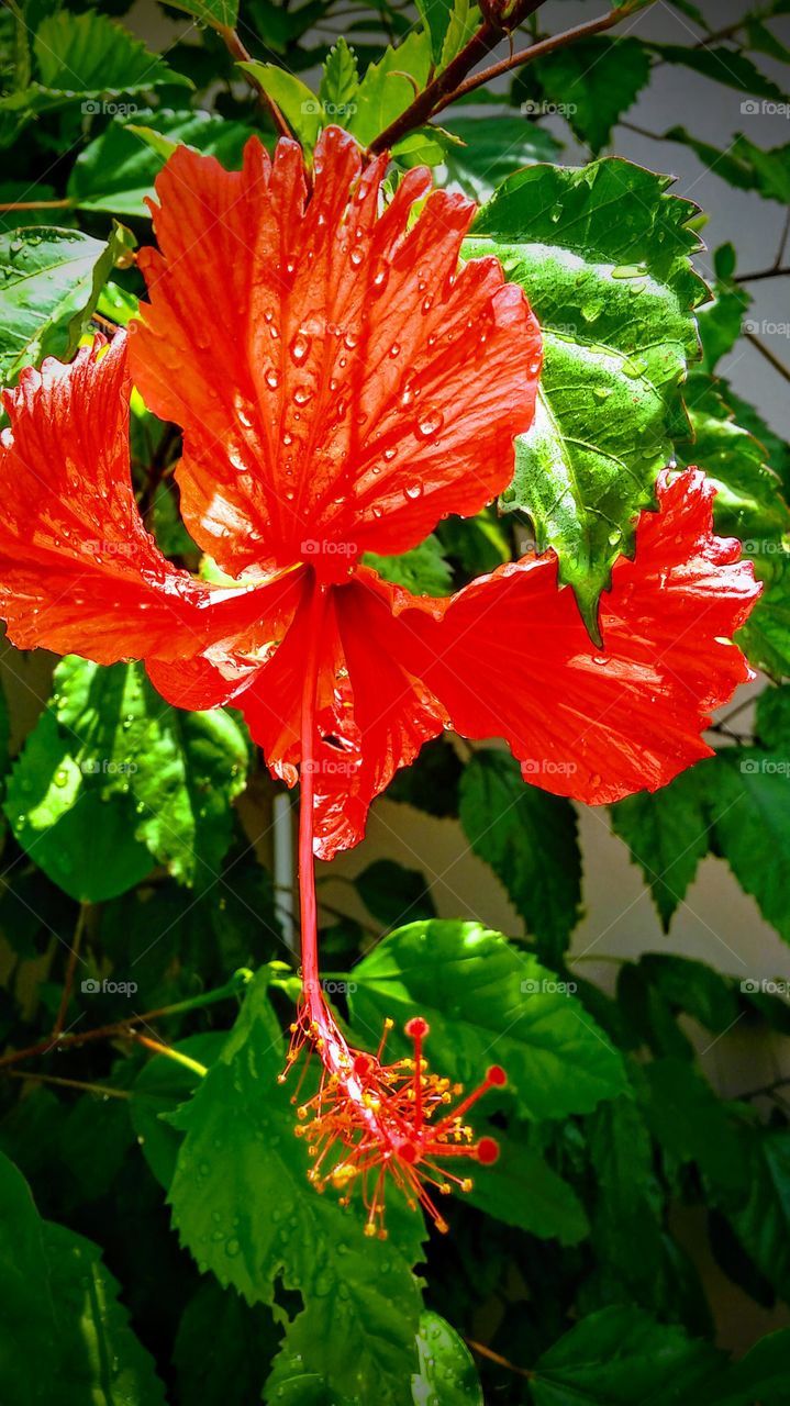 Bright red beautiful hibiscus