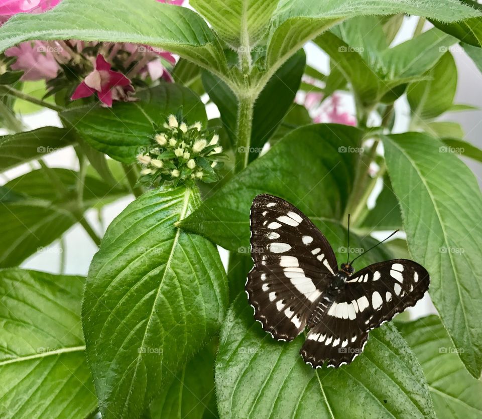 Brown & White Butterfly on Leaf