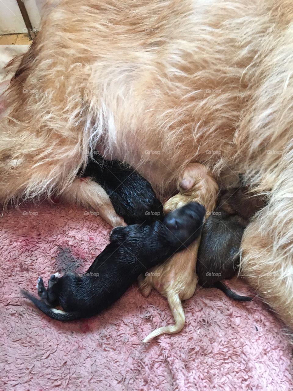 4 cute baby puppy’s newly born