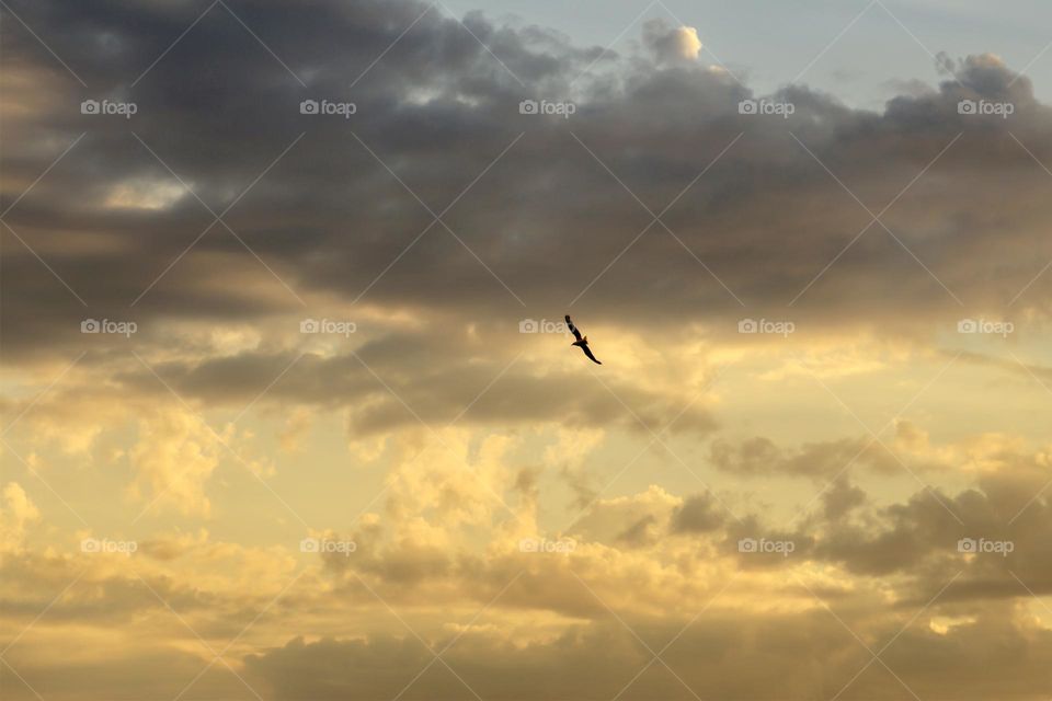 Flying bird against colourful sky during the sunrise 